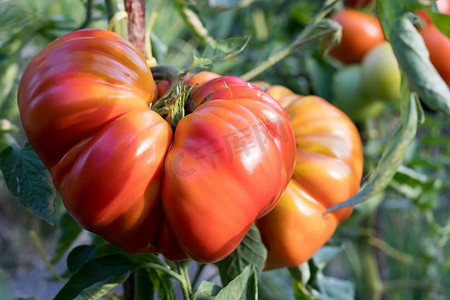 生长在庭院里的 Zapotec 打褶的传家宝西红柿