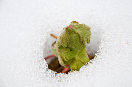 从融化的积雪中出现的早期芽的图像