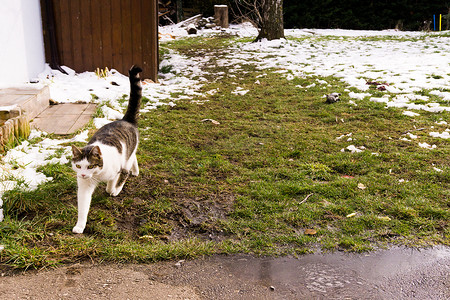 天猫紫色海报摄影照片_花园里的猫从雪地里跑出来