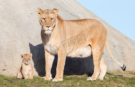 母狮和幼崽，探索周围环境