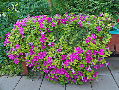 户外大盆中大量紫色花朵的植物