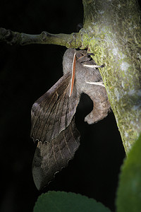 毋庸置疑摄影照片_杨树天蛾展示了它向上弯曲的身体和宽阔的翅膀。