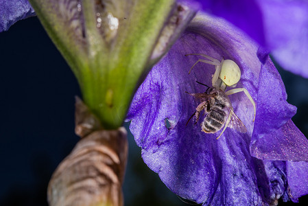 一只白蟹蜘蛛在蓝色胡须虹膜上捕食蜜蜂的宏观特写，Iris Barbata