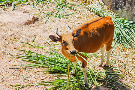 Banteng 吃草是一种野生牛，具有鲜明的特征是在东南部发现的雄性和雌性都有白色带底。