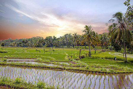 爪哇 I 乡村的稻田农业景观