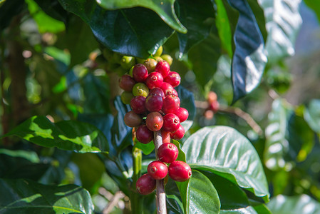 罗布斯塔摄影照片_咖啡种植园中的阿拉比卡和罗布斯塔树