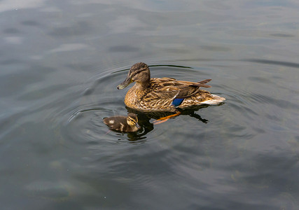 蓝色背景大图摄影照片_大的成年鸭子带着小鸭子，在温暖的夏日里游泳