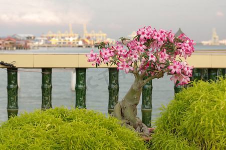 盆景花摄影照片_马来西亚槟城岛花园中的粉色九重葛盆景