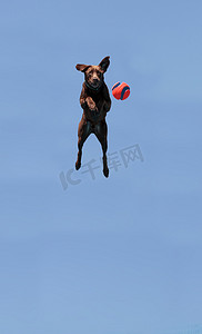 巧克力拉布拉多猎犬带着玩具跳跃