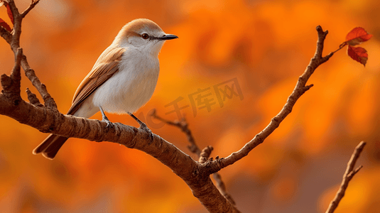 白天棕色树枝上的白色小鸟