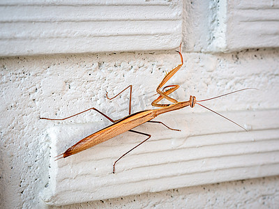 白色砖墙背景上的棕色螳螂。