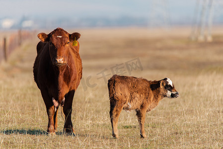 北加州自由放养牛场牧场的红牛和小牛