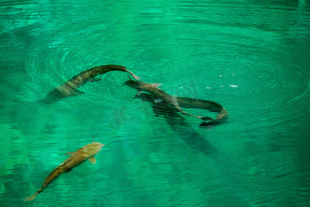 鱼缸钓鱼摄影照片_绿湖中的鲶鱼 clarias 它们的自然栖息地