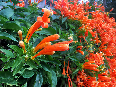 Pyrostegia venusta，橙色喇叭，火焰花，爆竹藤的橙色七彩