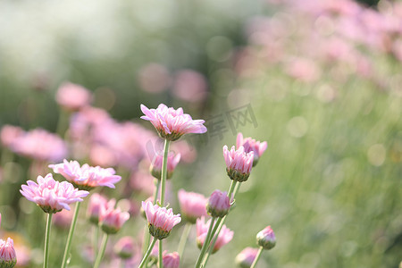 在花田的桃红色菊花早晨阳光