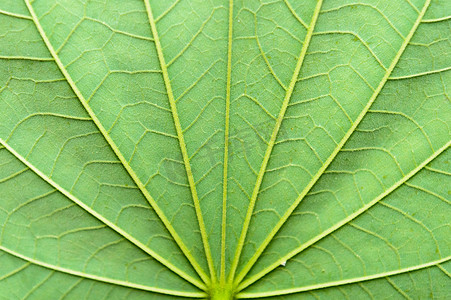 关闭绿色枫叶背景的详细视图与抽象的虚荣纹理线形成自然图案。