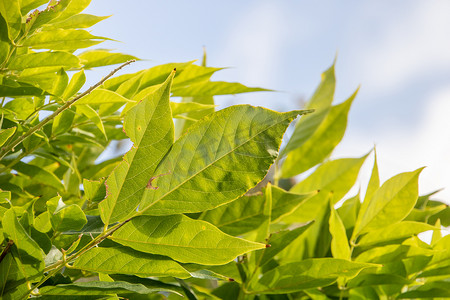 太阳光线摄影照片_夏季充满鲜绿叶子的灌木丛