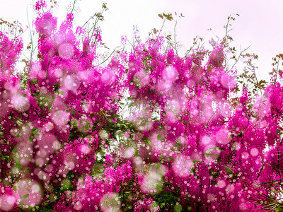 花洒摄影照片_粉红色的花洒春天飘落的雪花