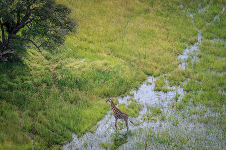 一只长颈鹿在水中的航拍照片。