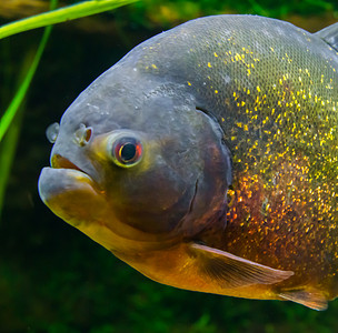 食人鱼摄影照片_红腹食人鱼特写，一条美丽多彩的热带鱼，鳞片闪闪发光，来自亚马逊盆地