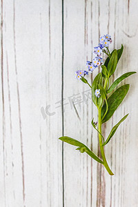 忘记摄影照片_在浅白色的木质背景上有一朵蓝色的花忘记了
