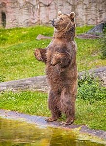 棕熊用后腿站立