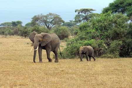 安博塞利国家公园的大象