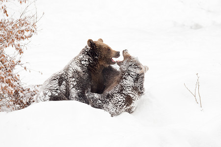 年轻的棕熊正在雪地里玩耍
