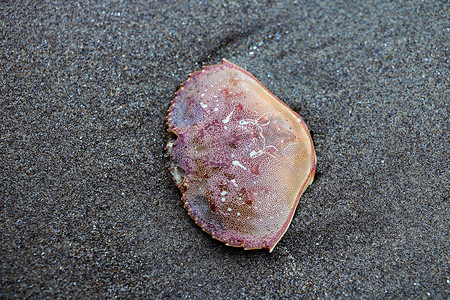 退潮后海滩上的蟹壳。
