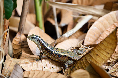 马达加斯加环带蜥蜴 (Zonosaurus madagascariensis)