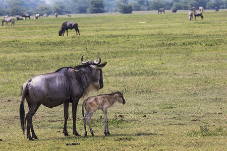 牛羚妈妈和刚出生的小牛，恩戈罗恩戈罗火山口，坦兹