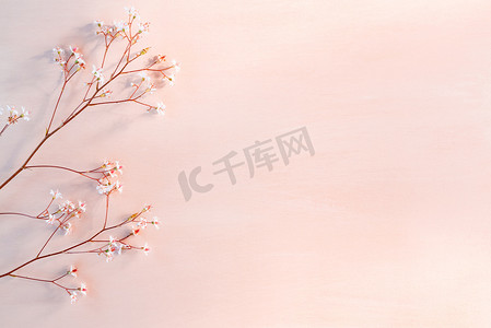 文字花卉摄影照片_木珊瑚背景上有小白花的枝条，有文字空间 — 美丽的花卉背景