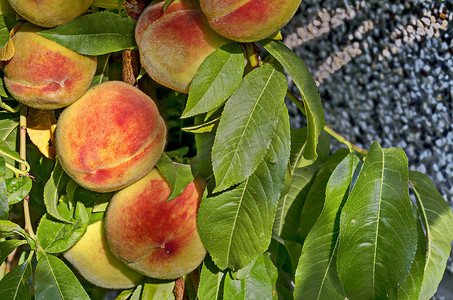 淘宝推荐摄影照片_桃树枝或桃树，有许多成熟的水果，推荐作为背景，Zavet