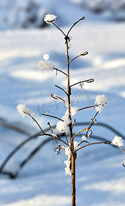 干燥天气摄影照片_用蓬松的白雪盖的冷冻和干燥植物