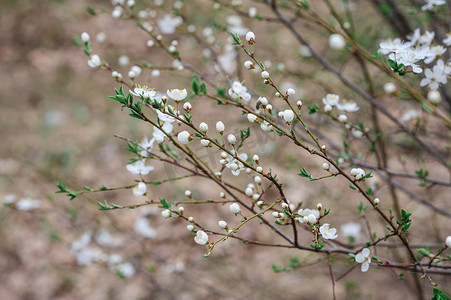 春天花园里的樱花树
