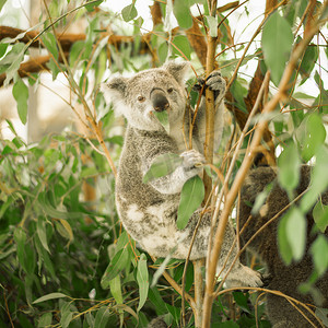 澳大利亚考拉摄影照片_桉树上的考拉。