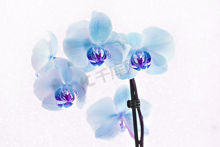 白色背景上的蓝色兰花蝴蝶兰花束
