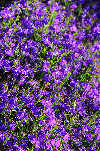 紫色花朵背景摄影照片_紫色花朵背景