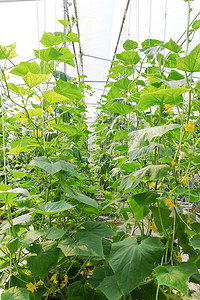 甜瓜种植摄影照片_在温室中种植甜瓜。
