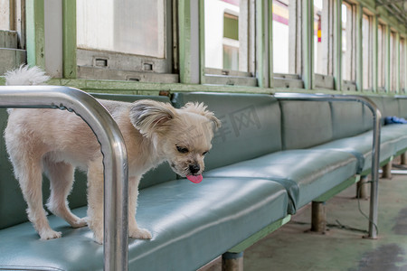 火车里的狗很可爱，等待旅行