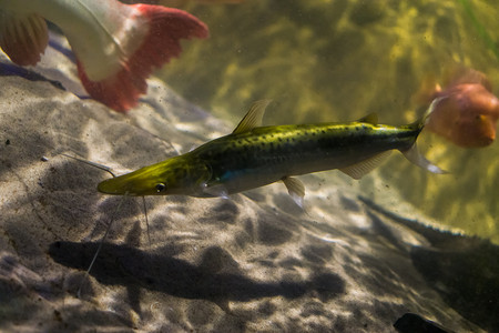 barred sorubim，一种来自亚马逊盆地的长须鲶鱼，是水族馆的热带鱼