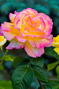 玫瑰花带刺摄影照片_奢华郁郁葱葱的粉黄色玫瑰，绿叶在带刺的棕色茎上