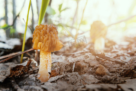 清晨在森林里的春天蘑菇羊肚菌