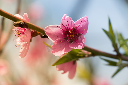 杏枝开花