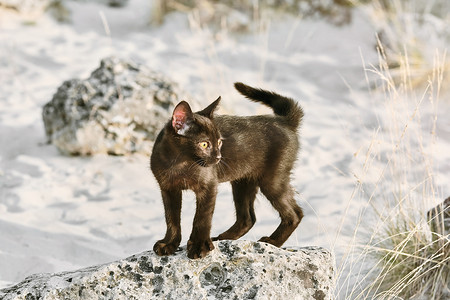 流浪猫摄影照片_小黑猫