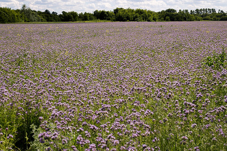 紫色薰衣草摄影照片_在领域的紫色薰衣草花