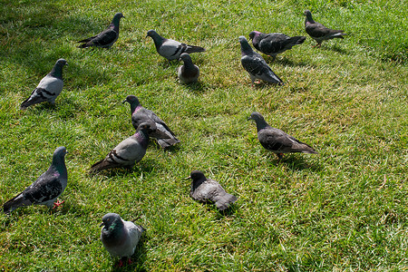 和平的白鸽摄影照片_绿草上美丽的鸽子