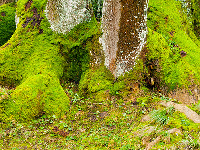 森林青苔摄影照片_明亮的绿色青苔盖的树干