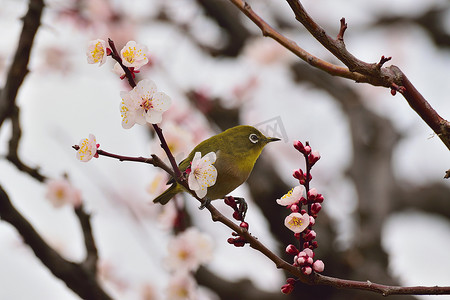 白梅花树上的日本白眼鸟