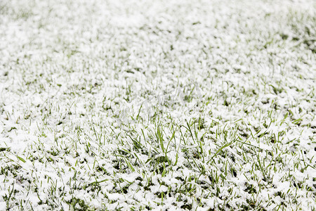 草地上的雪